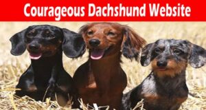 Courageous Dachshund Website 2021