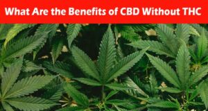 What Are the Benefits of CBD Without THC