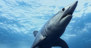 Latest News Fatal Shark Attack New Caledonia